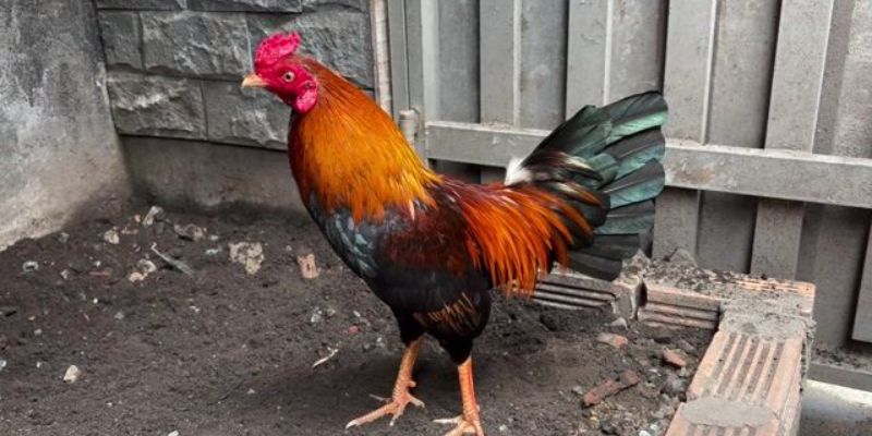 Kỹ thuật huấn luyện Asil Mỹ từ sư kê