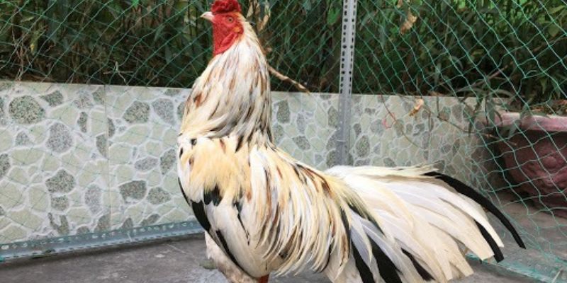 Tính cách thông minh, lối sống linh hoạt